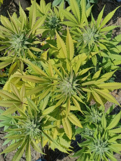 TwistedTree | Twisted Gorilla F4 | Auto Flower Cannabis Seeds Female