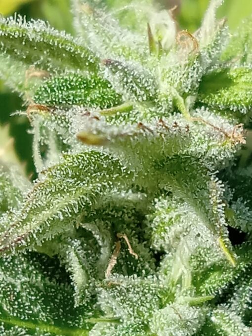 TwistedTree | Twisted Gorilla F4 | Auto Flower Cannabis Seeds Female